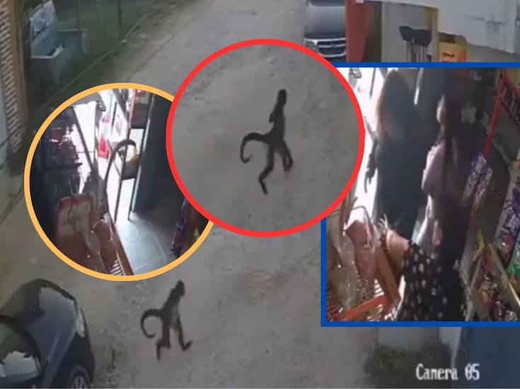 Video capta el momento en que mono araña escapa, ingresa a tienda y ataca a mujer en Comitán, Chiapas; incidente subraya los riesgos de tener fauna silvestre como mascota