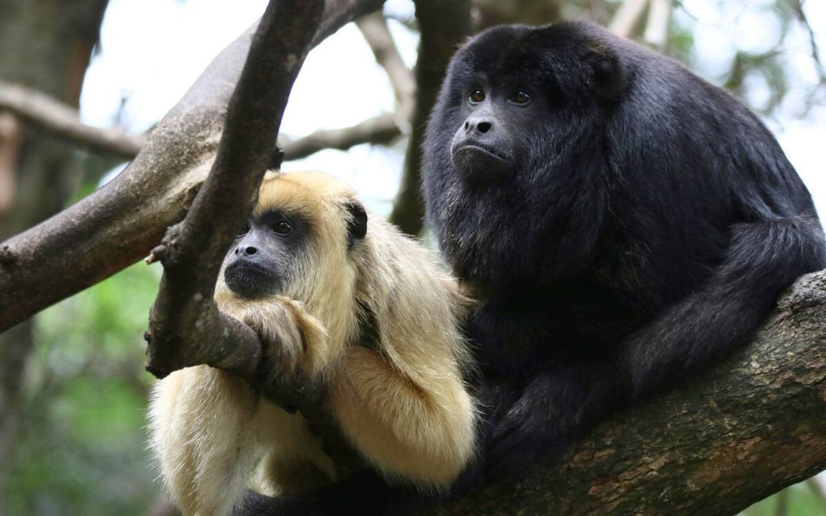 Monos aulladores, uno de los animales endémicos presentes en Petén, lugar de Guatemala por el que podría pasar el Tren Maya. (Pexels)