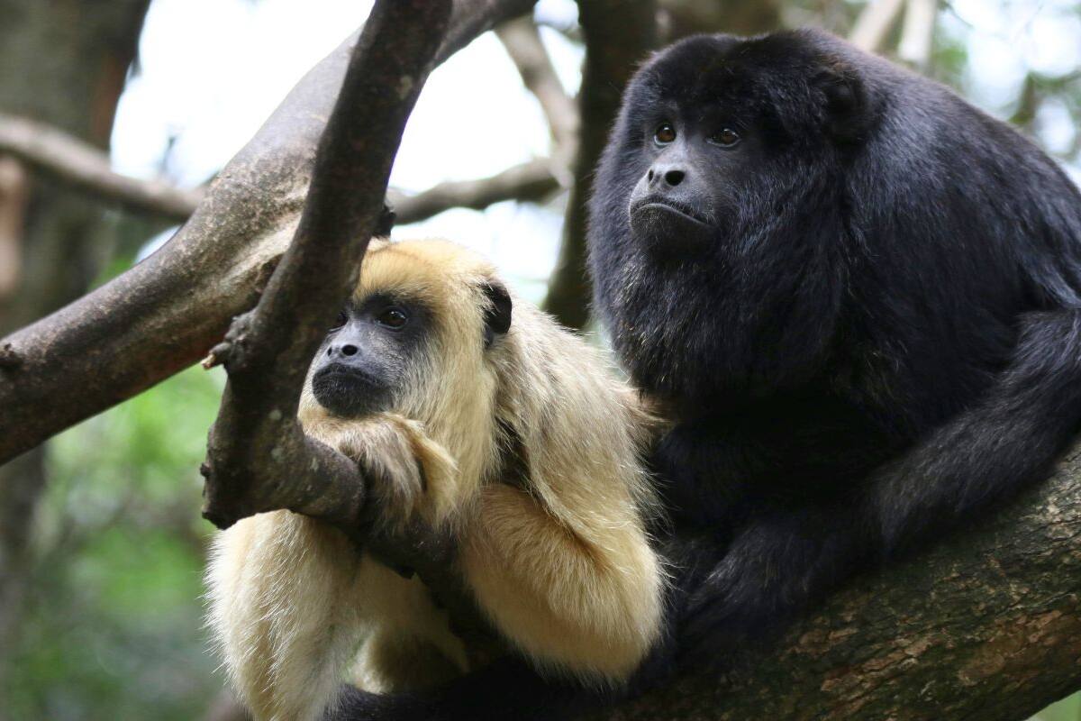 VIDEO: Monos aulladores caen muertos en Chiapas y Tabasco, ¿por qué?