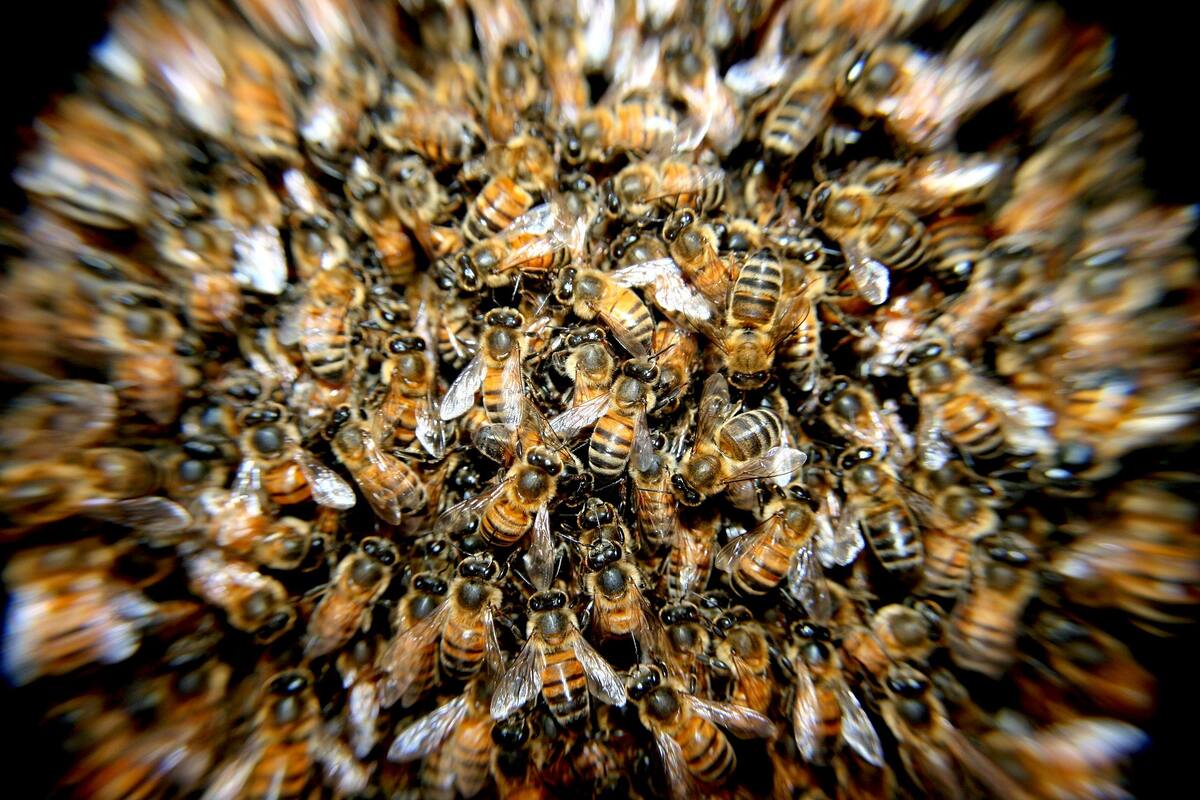 Muere jornalera por ataque de abejas en el Valle del Yaqui