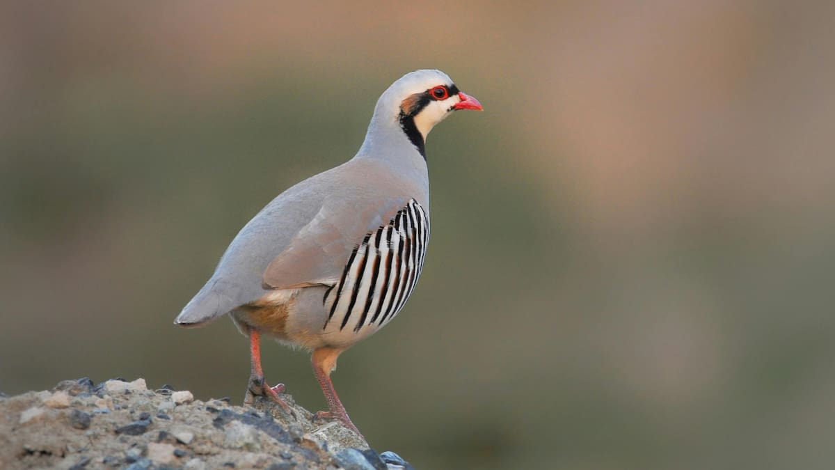 La iniciativa busca fortalecer poblaciones de aves silvestres y apoyar el control natural de plagas agrícolas. Foto: Especial