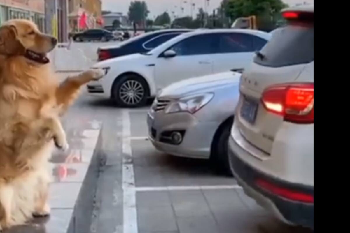 VIRAL: Perrito "viene viene" ayuda a las personas a estacionar sus coches