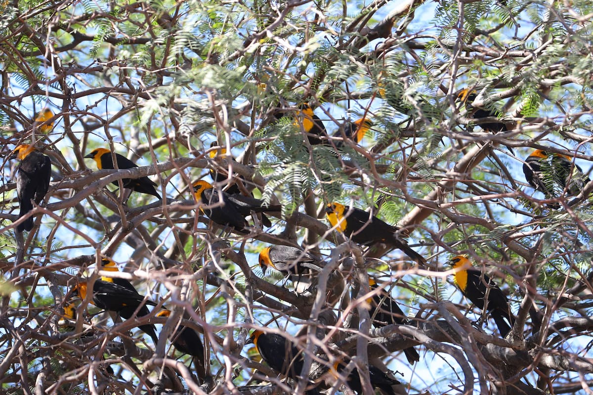 Aves mueren por falta de hábitat en la ciudad