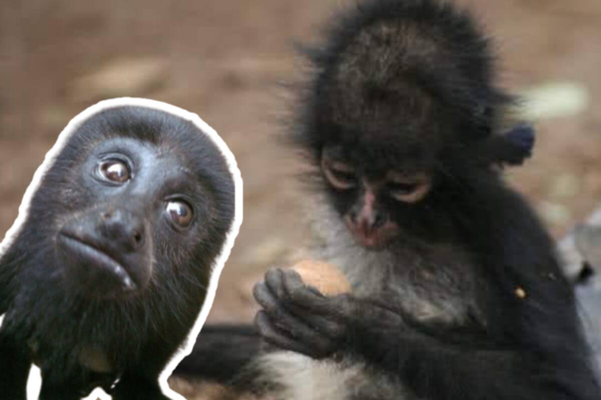 Profepa intensifica acciones para proteger a primates en el sureste de México ante temporada de estiaje