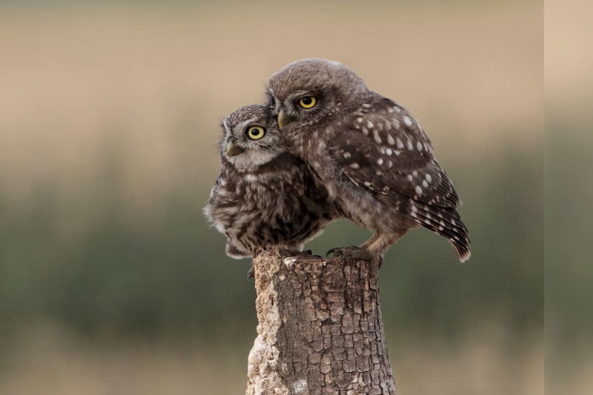 Autoridades planean matar a casi medio millón de búhos en EU para salvar otra especie en peligro de extinción