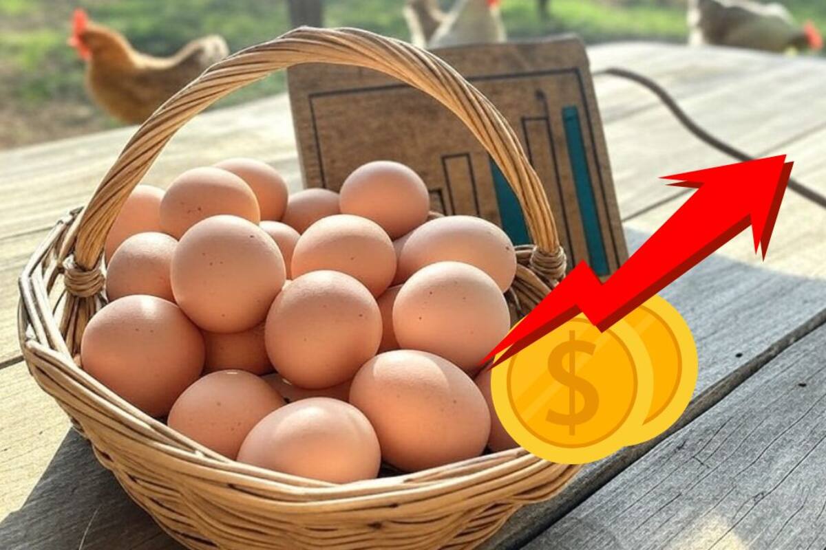 El precio del huevo en México sube un 19% debido a presiones del mercado en EU: GCMA