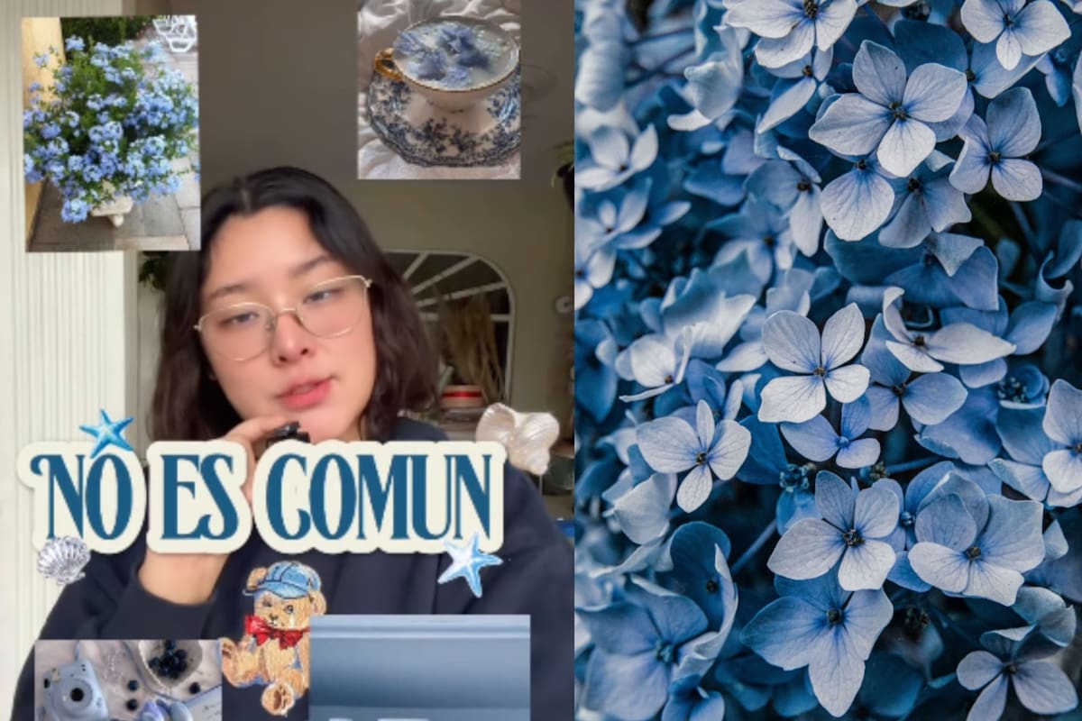 ¿Por qué casi no hay flores naturales de color azul? La explicación tiene respaldo científico