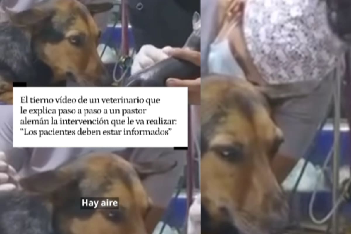 “Cuando se tiene corazón y vocación”: veterinario se hace viral al explicarle a un perro su cirugía