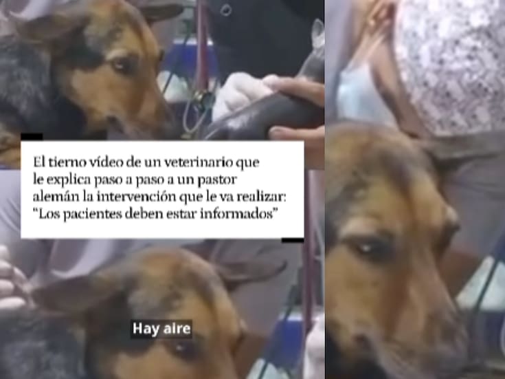 “Cuando se tiene corazón y vocación”: veterinario se hace viral al explicarle a un perro su cirugía