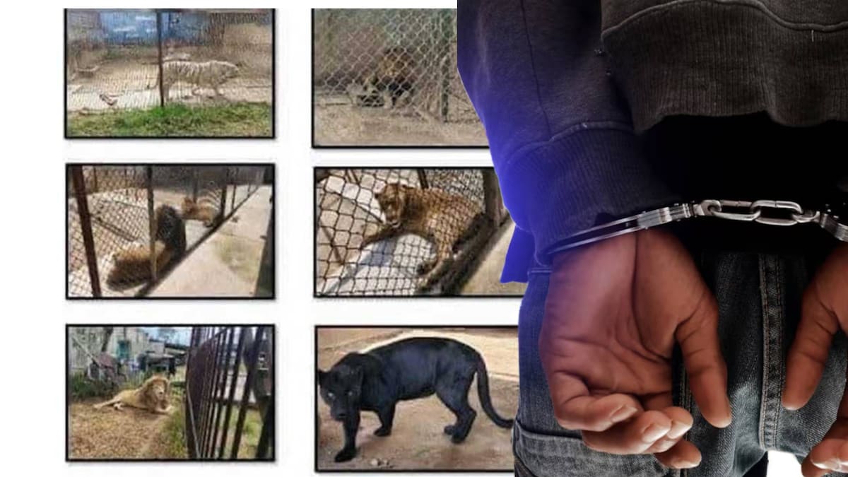 Entre los detenidos está Francisco "N", apodado "El Tigre", presunto líder criminal de una célula conocida como "Los Palacios".