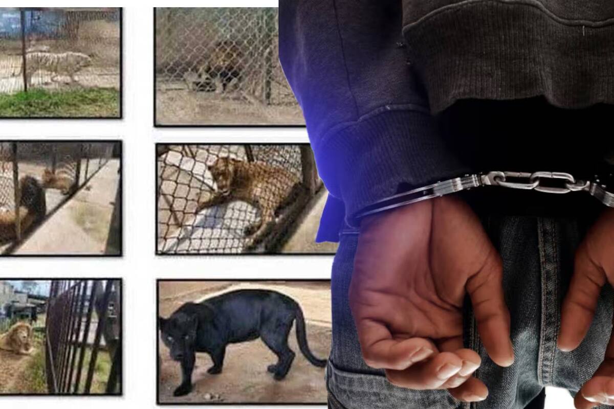 ¡De Leones a búfalo! Megadetención de 40 personas con animales exóticos en Edomex