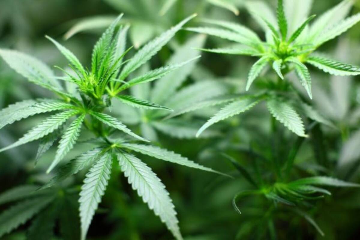 Despenalización de mariguana preocupa a la Iglesia católica