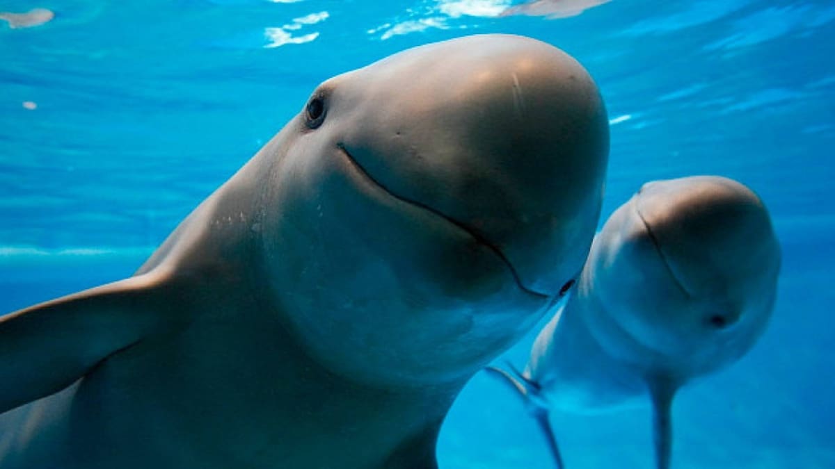 México realizará conteo de vaquitas marinas en golfo de California / Foto: Especial
