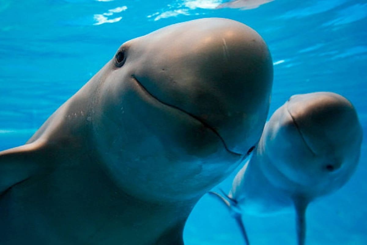 México realizará conteo de vaquitas marinas en golfo de California