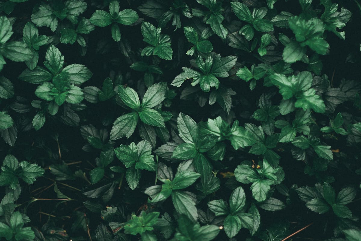 Plantas que “caminan” o se mueven para sobrevivir