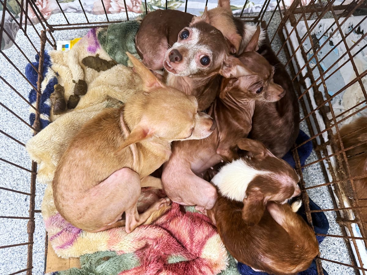 La Sociedad Protectora de Animales recibió 103 perros en un solo día, entre ellos 23 chihuahuas rescatados tras el desalojo de su dueño. Foto: Cortesía.