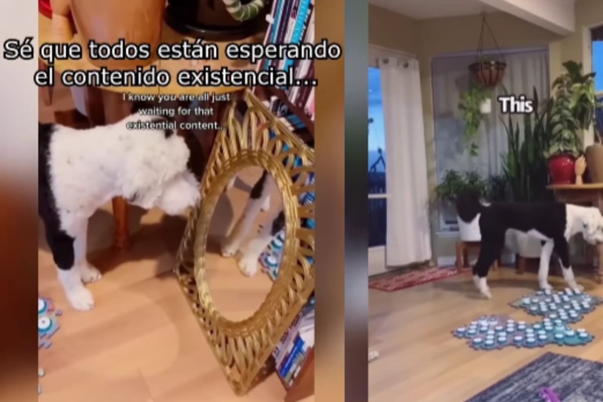 Mujer grababa a su perro frente al espejo y asegura que le habló, dejándola en shock