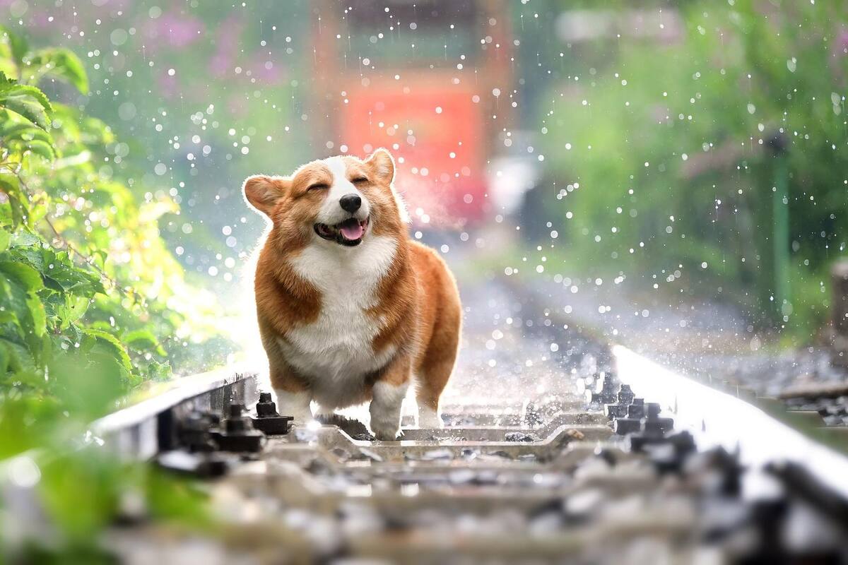 Desparasita a tu mascota durante la primavera
