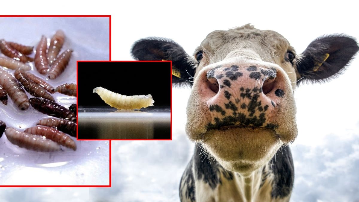 México acumula más de 14 mil casos de gusano barrenador del ganado y 870 focos activos, Senasica acelera una planta de moscas estériles en Chiapas mientras el cierre con Estados Unidos impacta al sector