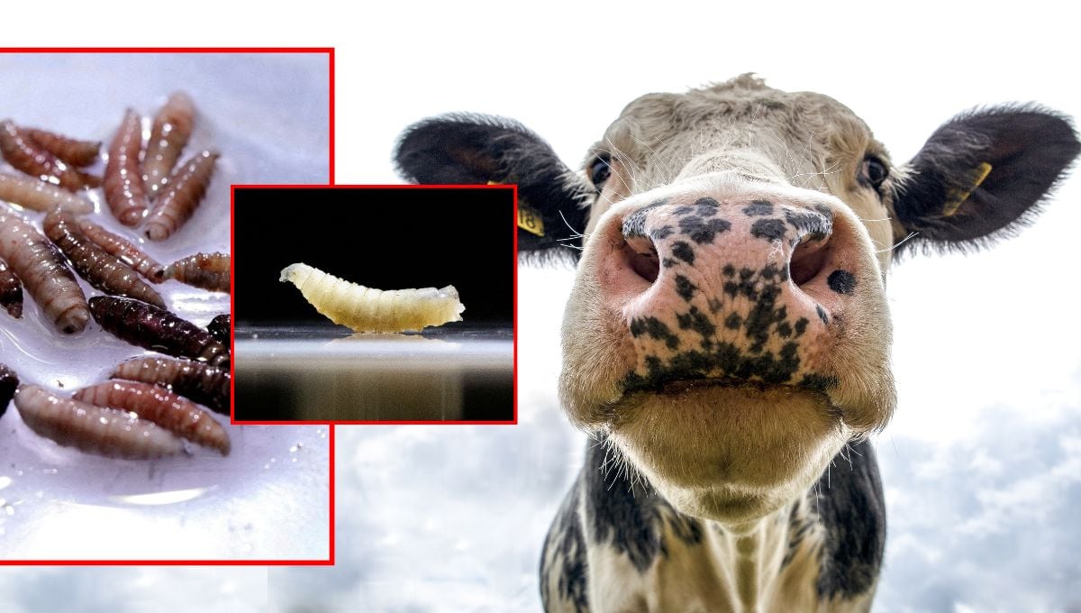 México confirmó 6,703 casos de gusano barrenador del ganado hasta mediados de septiembre, un incremento del 32% respecto al periodo anterior.