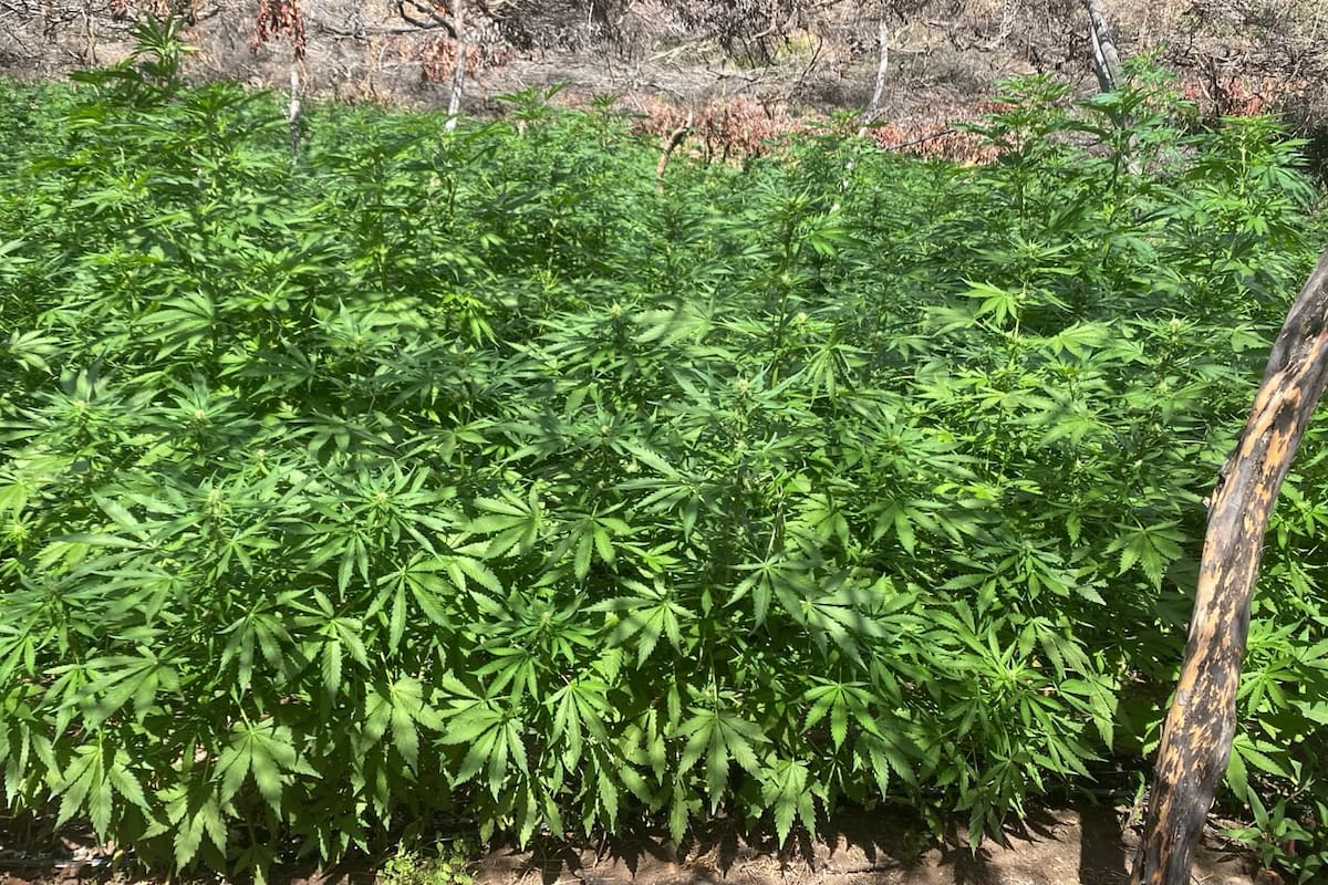 Marina destruye dos plantíos de marihuana al sur de Tijuana