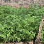 Marina destruye dos plantíos de marihuana al sur de Tijuana