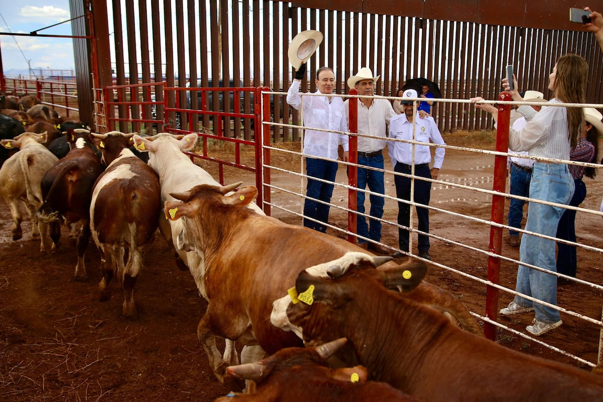 Sonora, primer estado en cumplir protocolo para exportar ganado a EEUU tras cierre por plaga de gusano barrenador