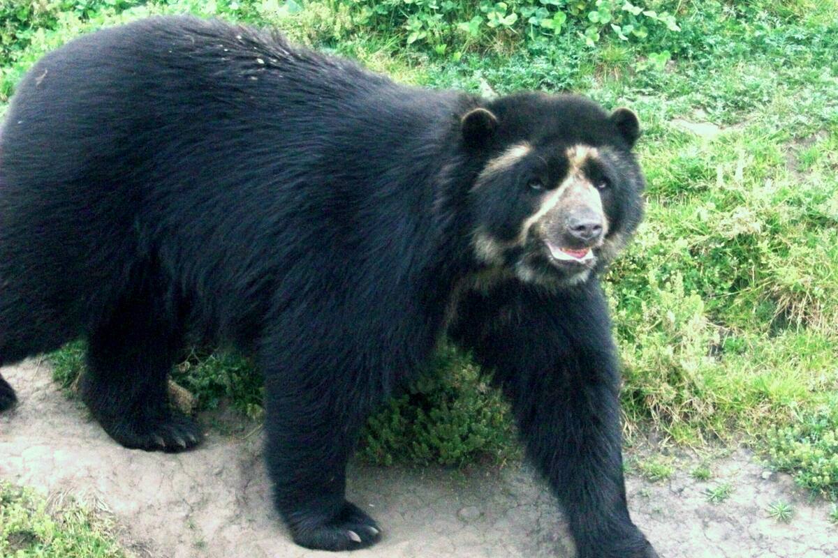 Oso de anteojos: ¿Por qué se le dice así, según National Geographic?