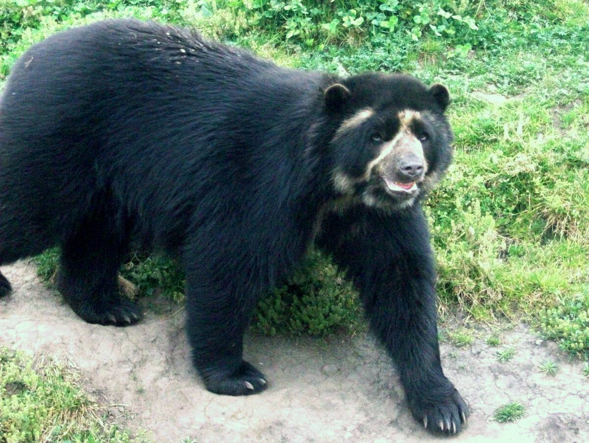 Oso de anteojos: ¿Por qué se le dice así, según National Geographic?