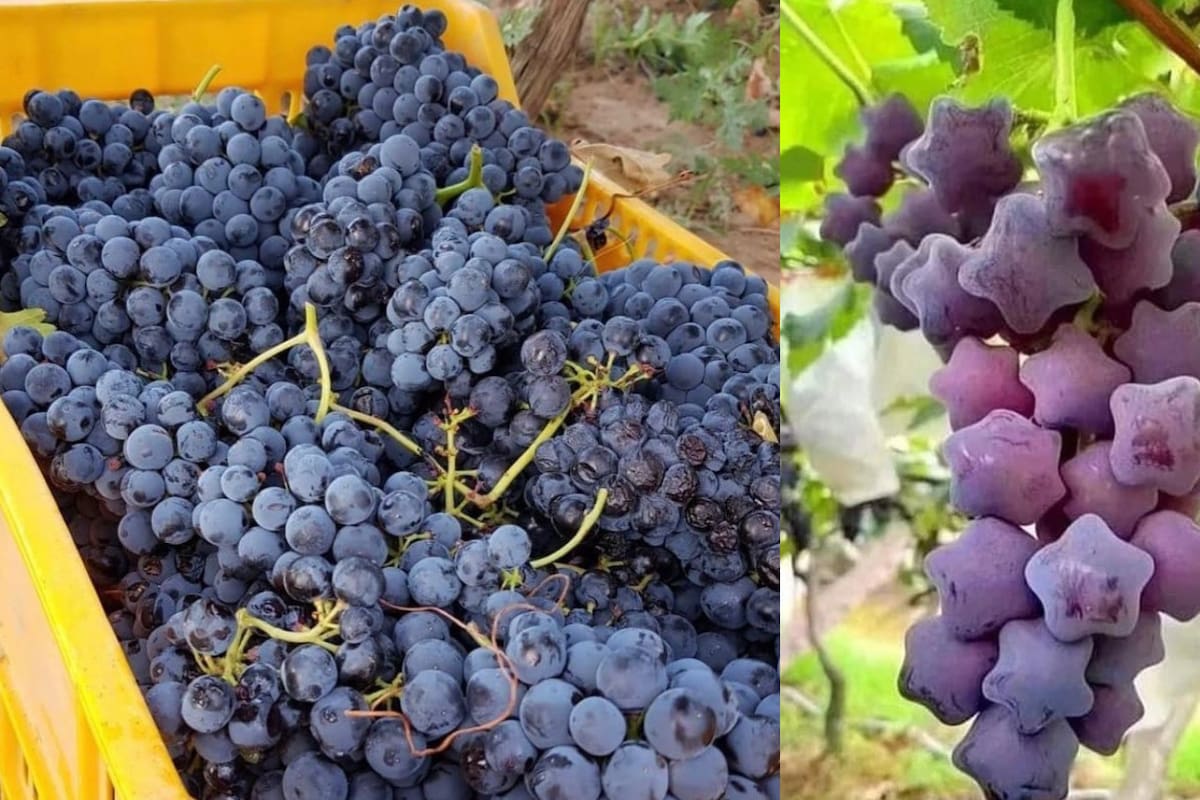 Cosecha de uva empata su récord histórico en Caborca