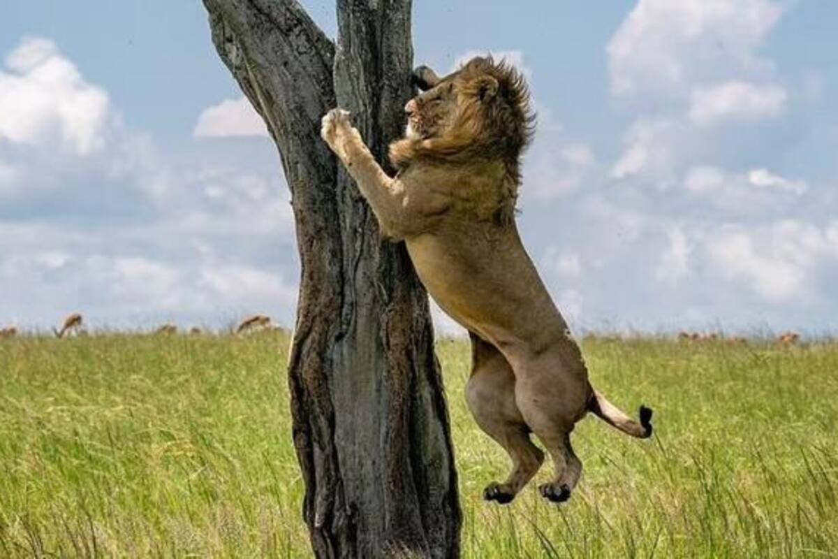 León trepa un árbol para huir de manada de búfalos