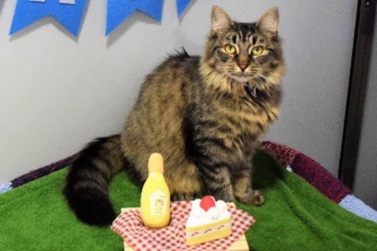 Refugio organiza fiesta para gatita, nadie asiste