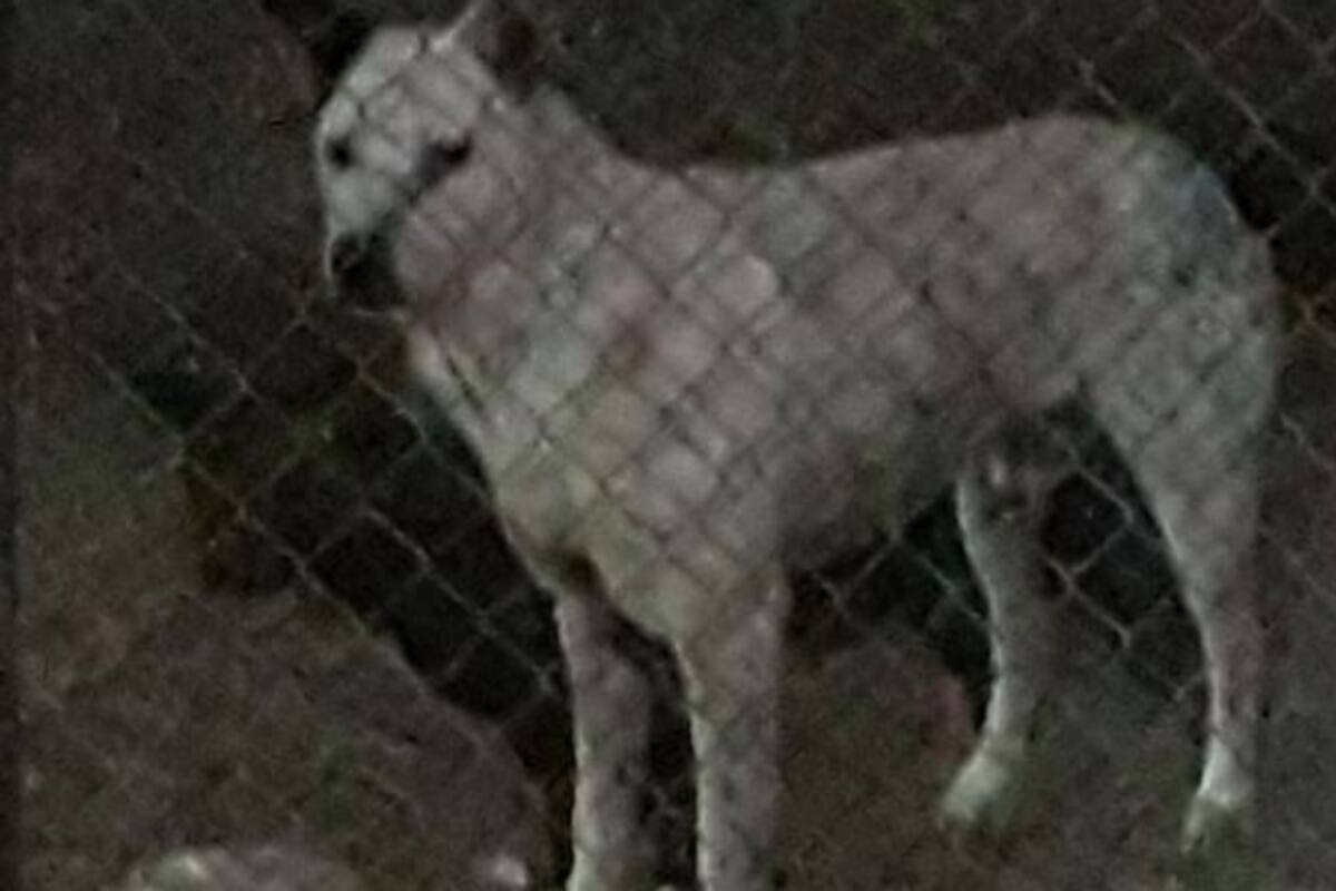 Perro salva a su amo del ataque de un lince