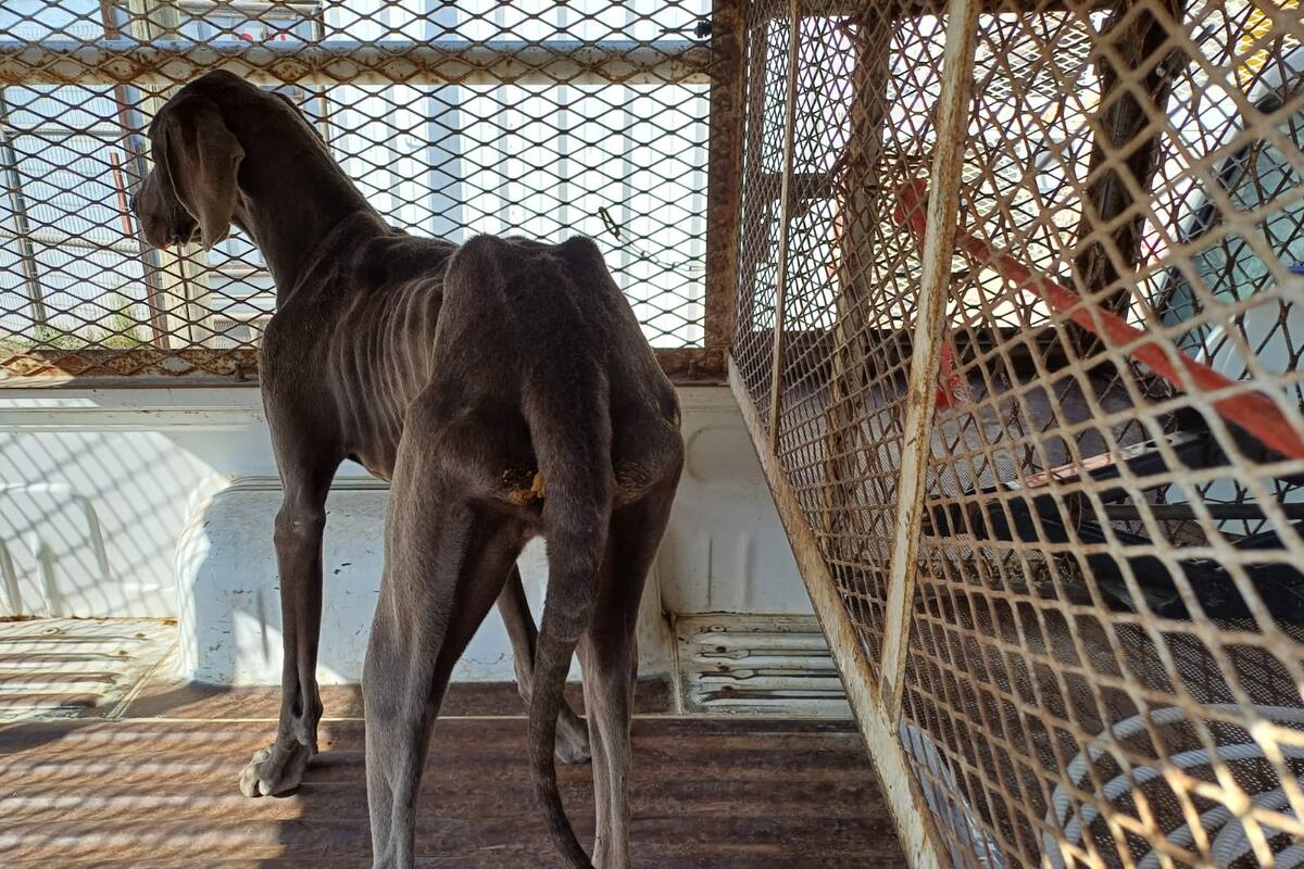 Rescatan a dos perros en estado de abandono durante cateo en Tijuana