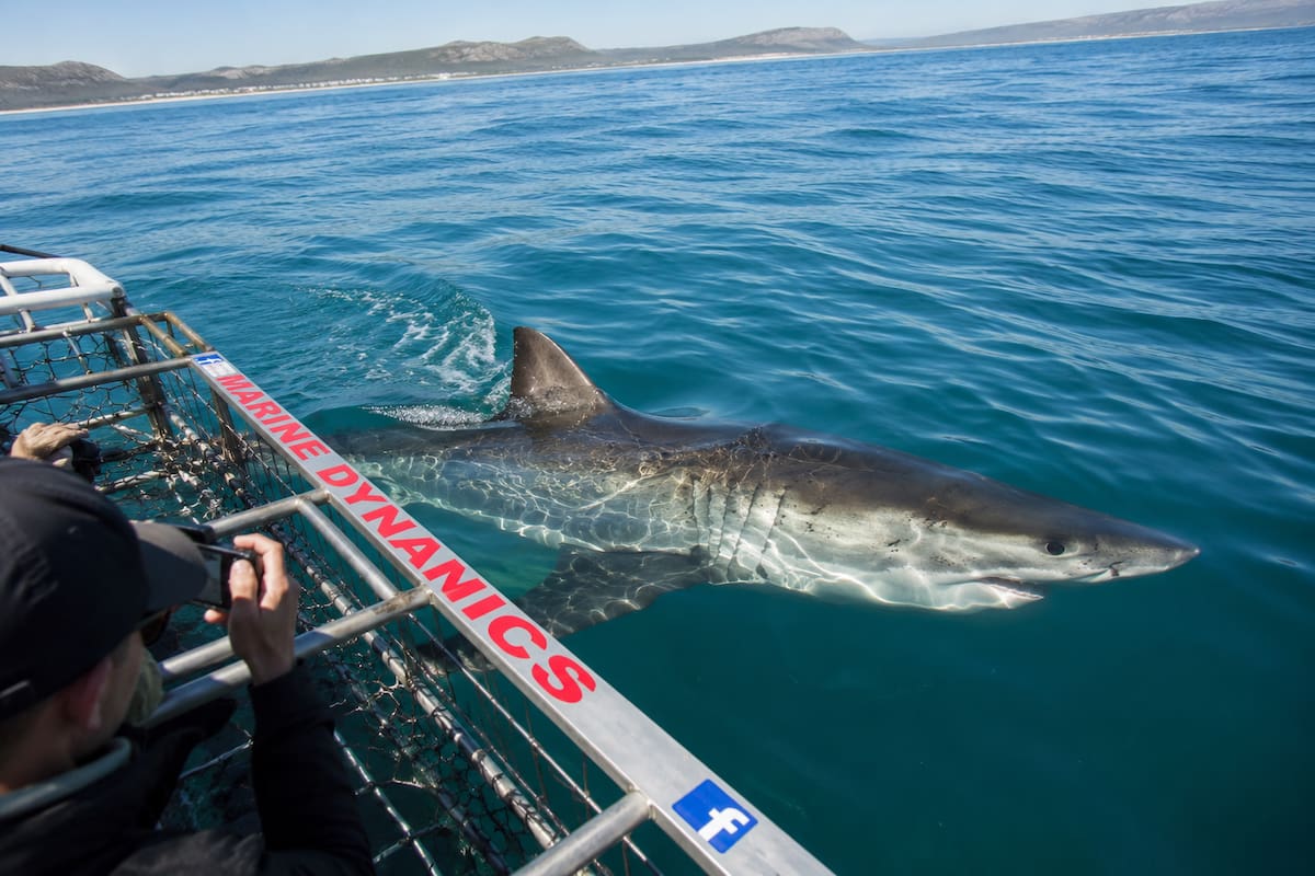 Tiburón blanco nada cerca de una jaula de observación en aguas de Sudáfrica, una de las experiencias marinas que atraen a viajeros interesados en la vida salvaje. | Foto hecha con IA (ChatGPT)