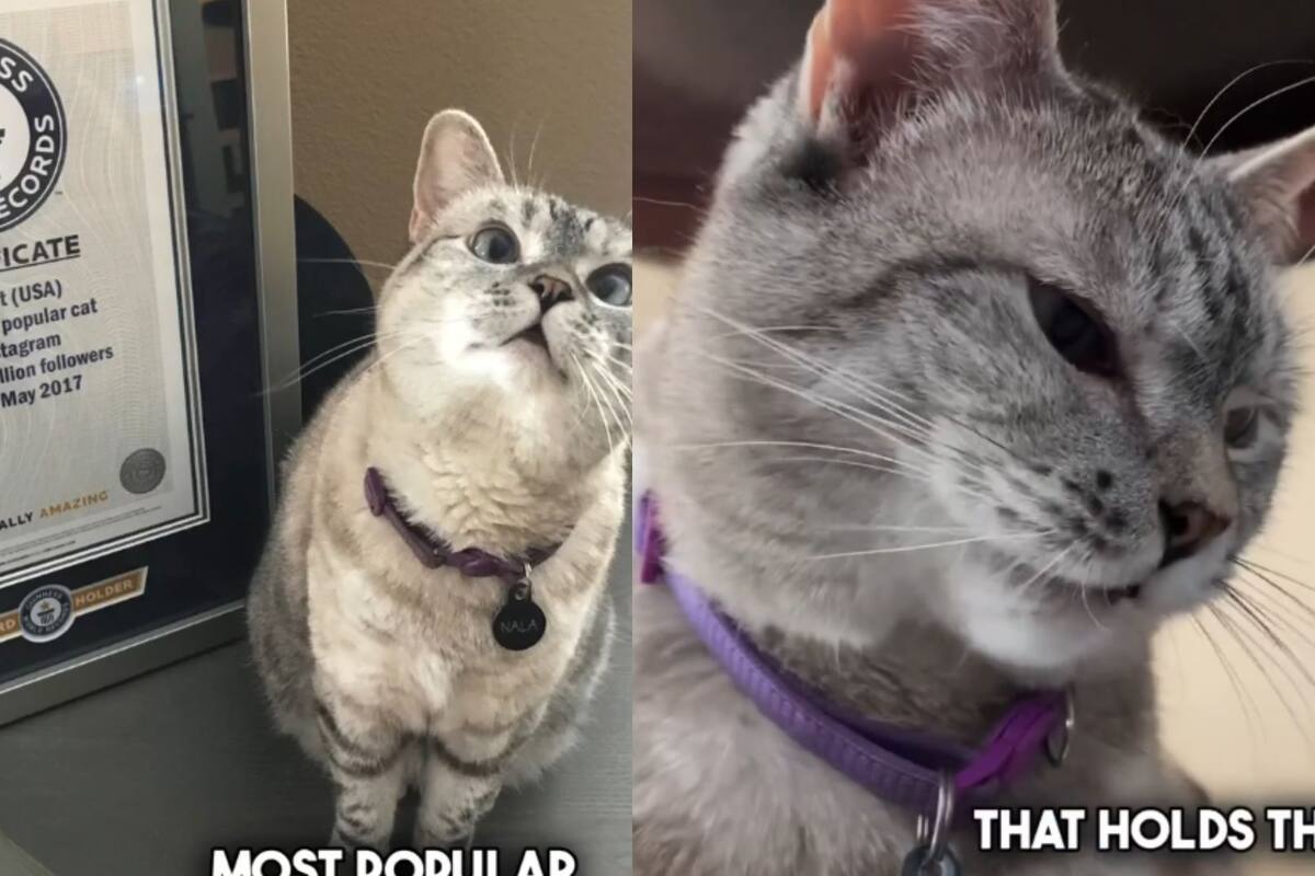 Nala Cat: Este es el gato con la mayor cantidad de seguidores en redes sociales