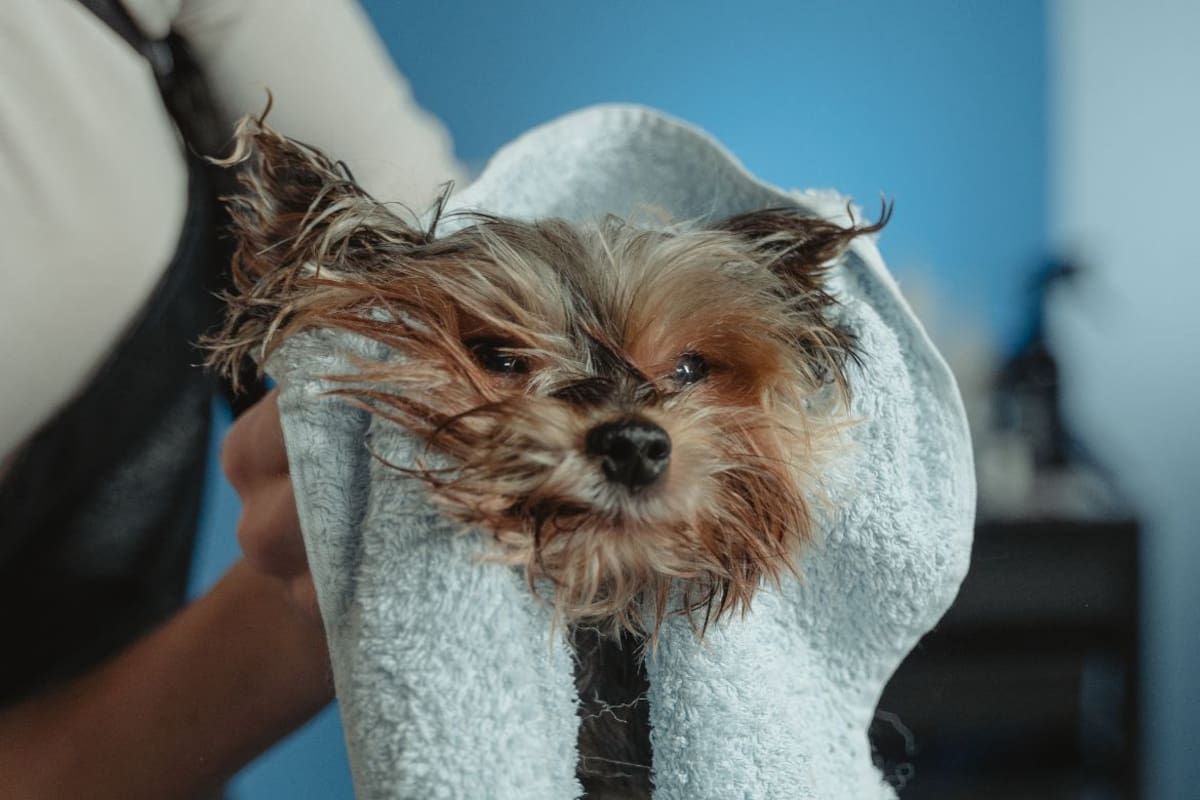 ¿Dónde mojar a tu perro cuando hace calor? Estas son las zonas clave para bajar su temperatura sin poner en riesgo su salud