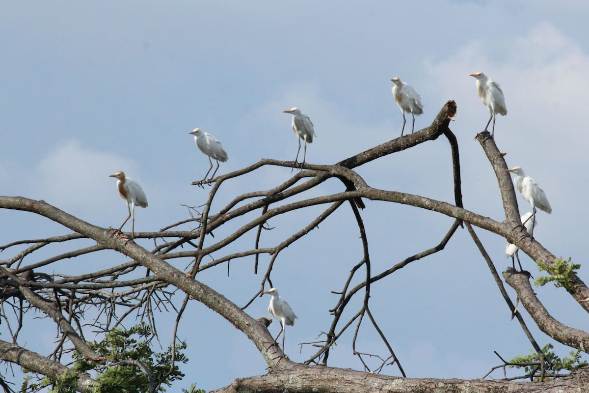 Nueve acciones simples que podemos llevar a cabo para proteger a las aves migratorias