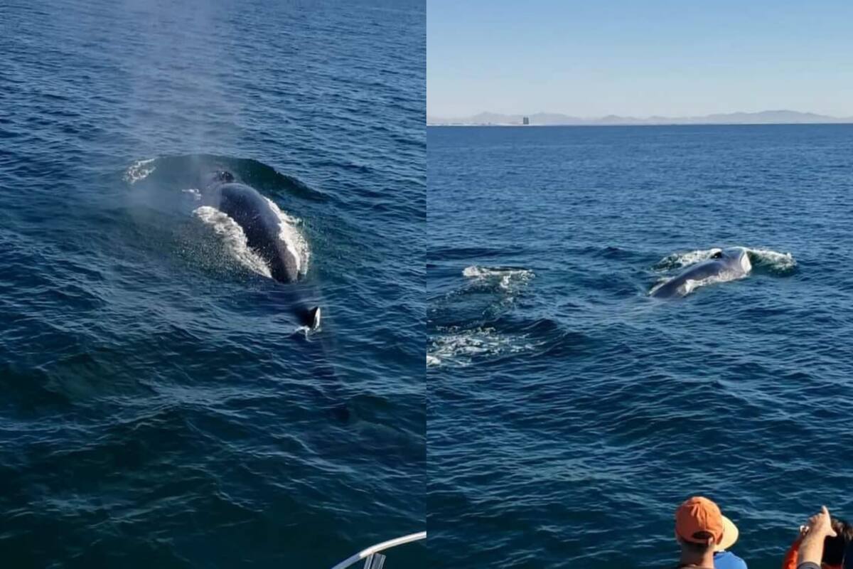 Se registran avistamientos de ballenas y tiburones ballena en Puerto Peñasco