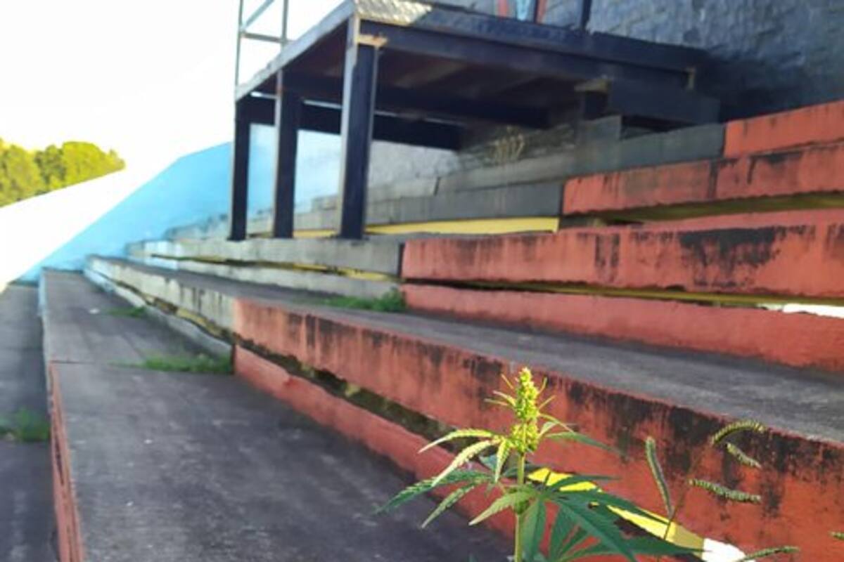 Planta de mariguana florece en las gradas de un estadio de fútbol tras dos meses de inactividad
