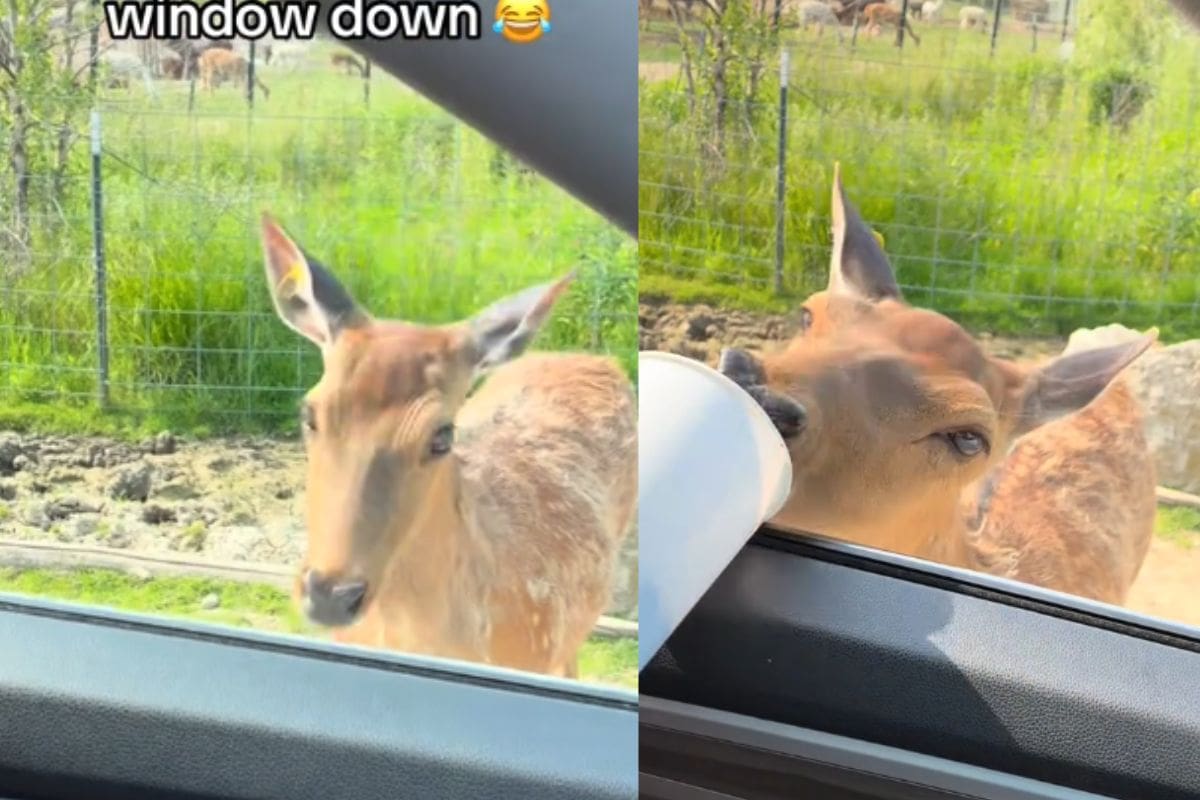 ¿Venado real o IA? Turistas se sorprenden cuando un ciervo ‘les pide’ bajar el vidrio para recibir comida