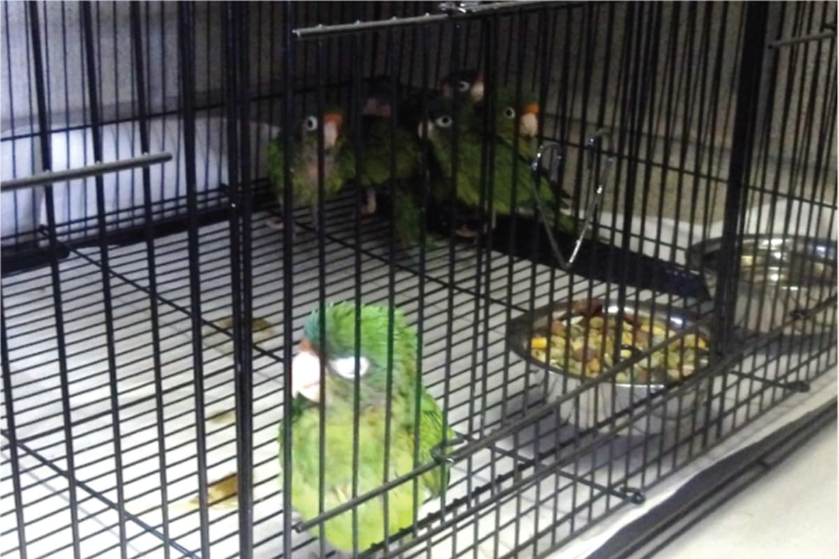 Detienen a hombre en garita de Otay por tráfico de aves