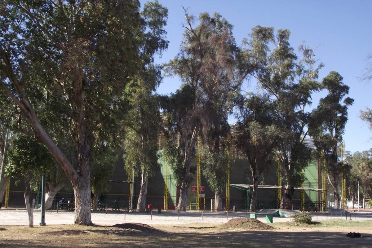 Hacen falta en Cajeme “pulmones verdes"