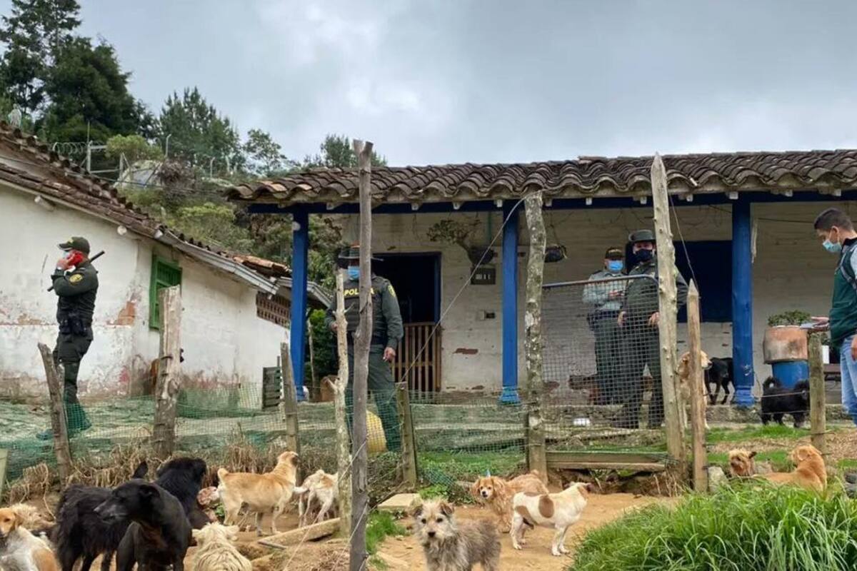 Encuentran a 150 perros en mal estado de salud en supuesta fundación para animales