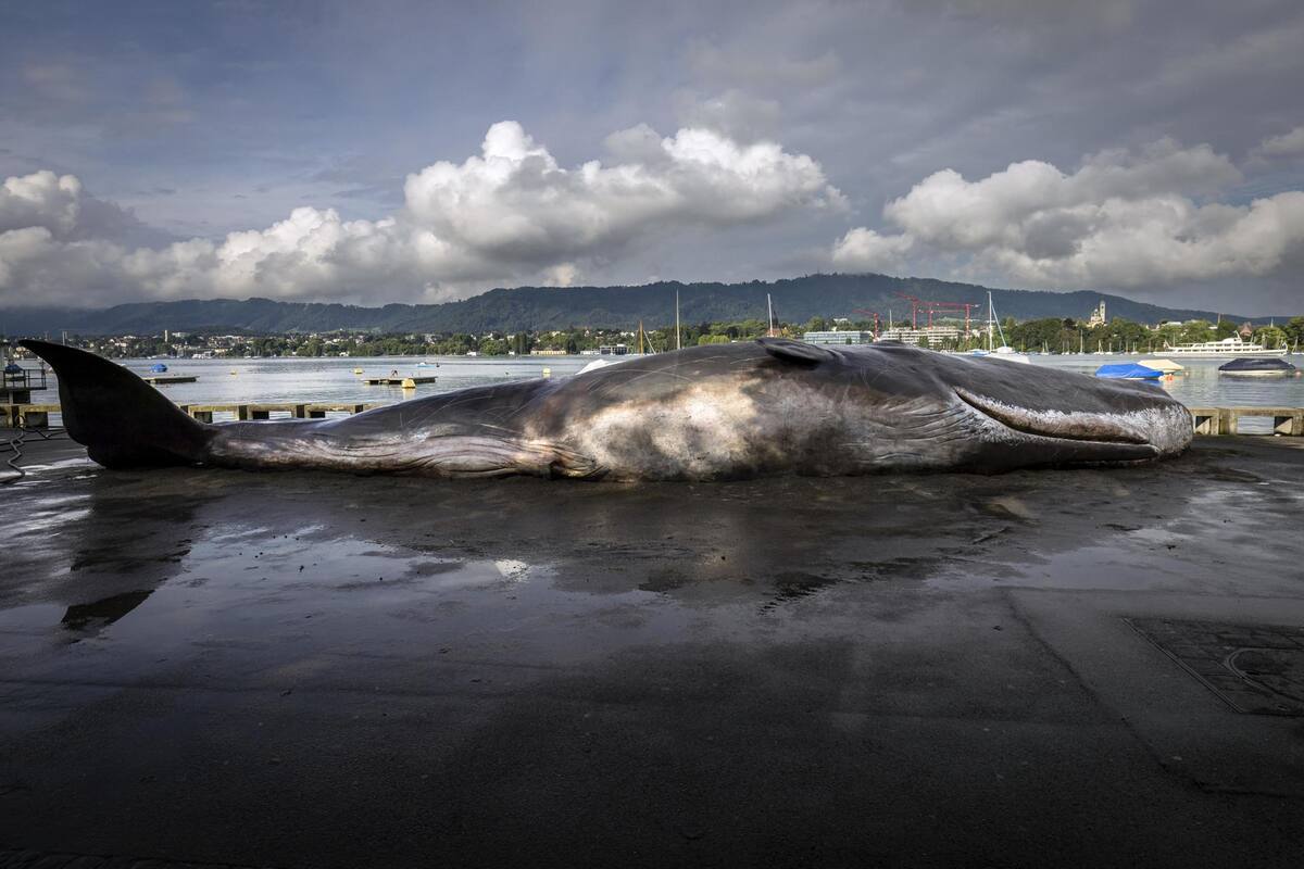 Ballena falsa encalla en Zúrich para denunciar cambio climático