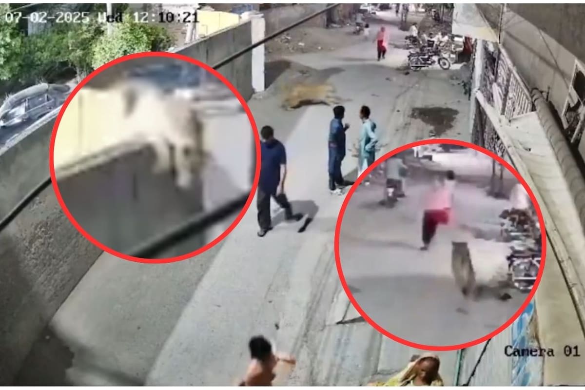 León mascota ataca a mujer y niños en Lahore, Pakistán: Dueños arrestados tras escándalo