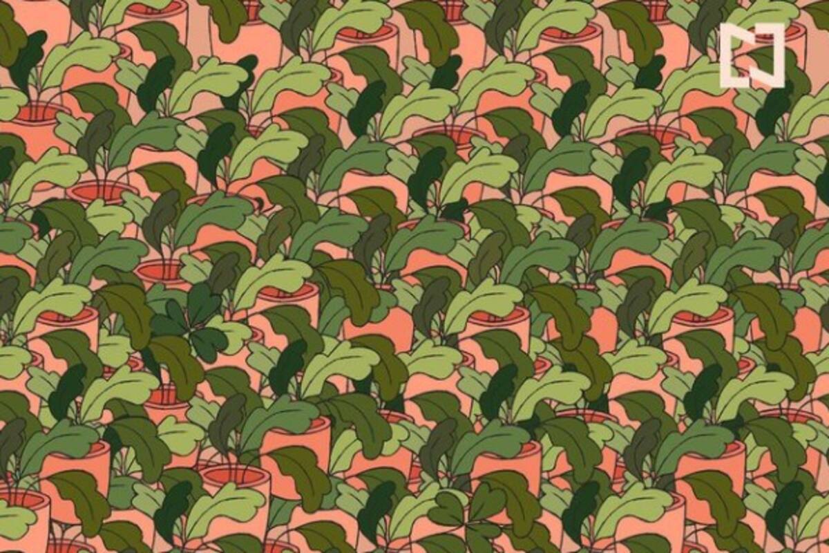 Reto viral: Encuentra los tréboles entre las plantas