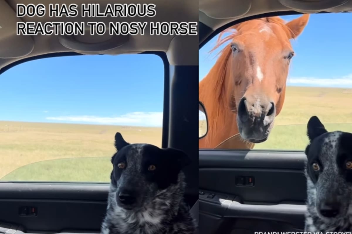 Un perro se vuelve viral por su reacción al ver que un caballo se asomó al auto en el que iba