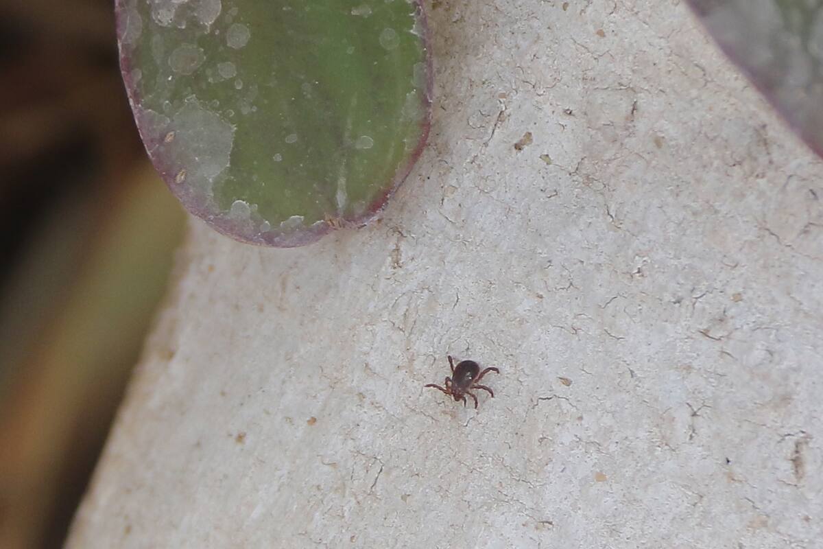 En Sonora se han registrado 25 muertes por rickettsia en este año
