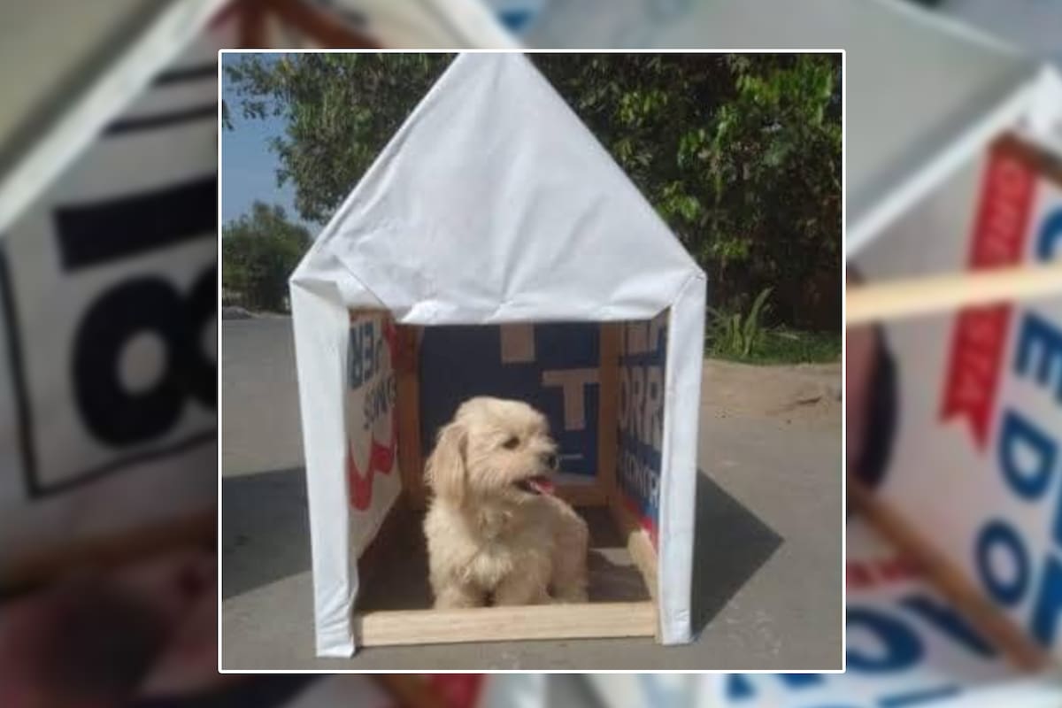 Jóvenes tumban carteles políticos para armar casitas para perritos de la calle